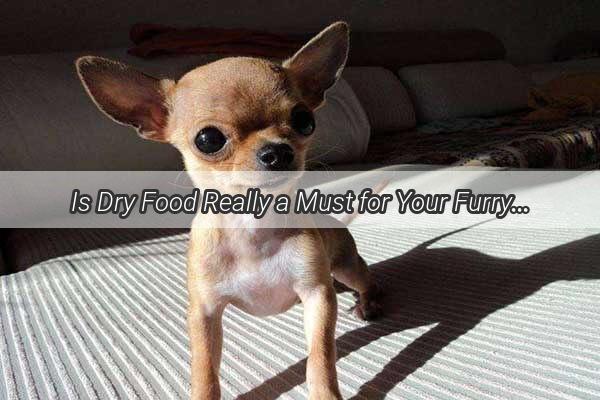 Is Dry Food Really a Must for Your Furry Friend Unveiling the Truth